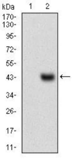 Slug Antibody (4B6D5) - BSA Free, Novus Biologicals:Antibodies:Primary